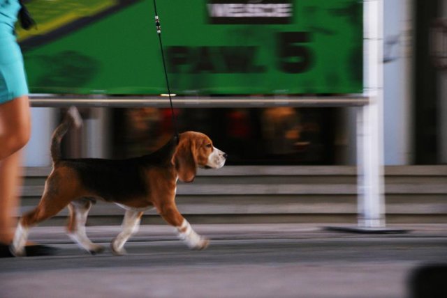 poznan - bis minnor puppy 4